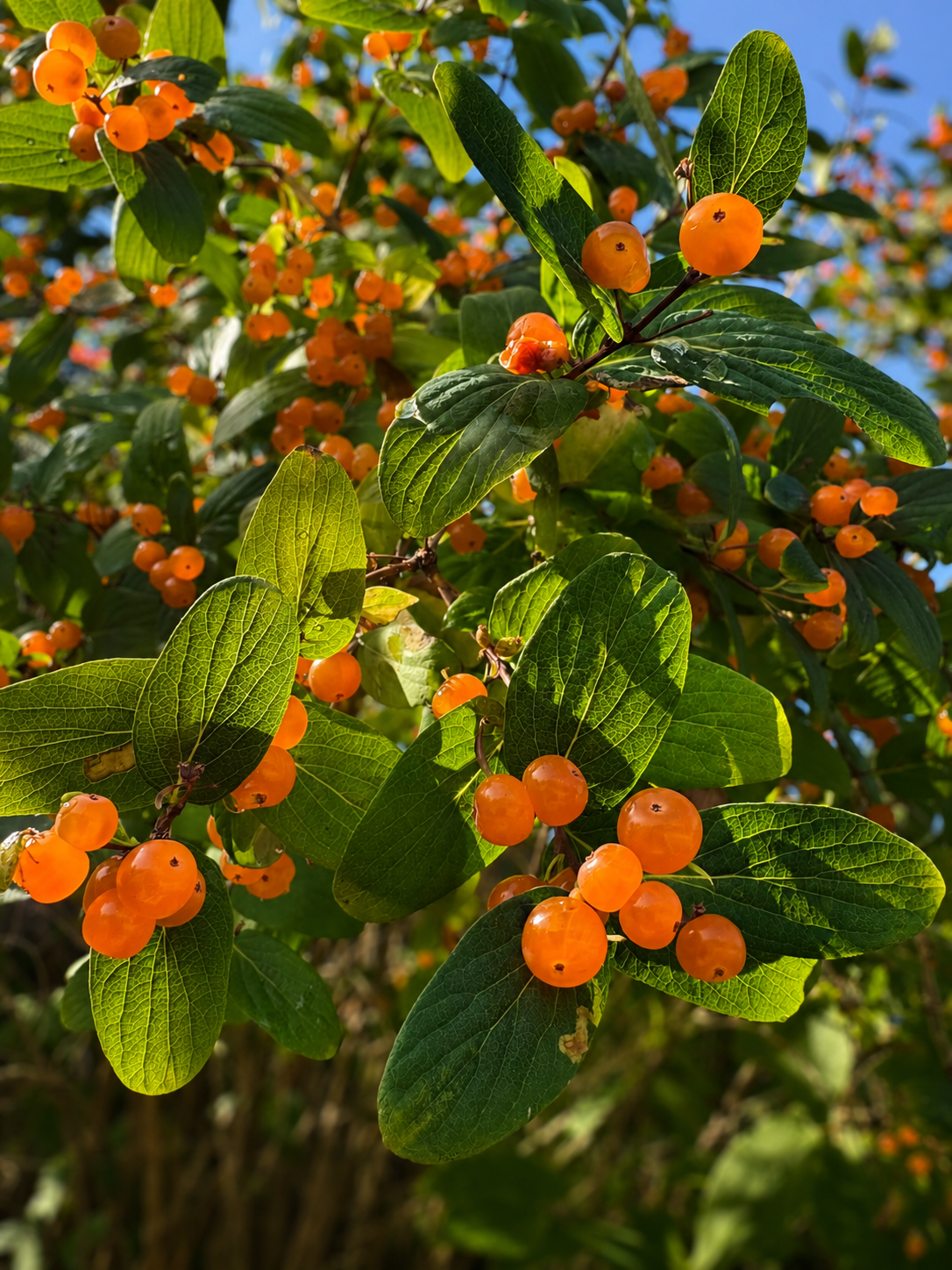 黄色果实