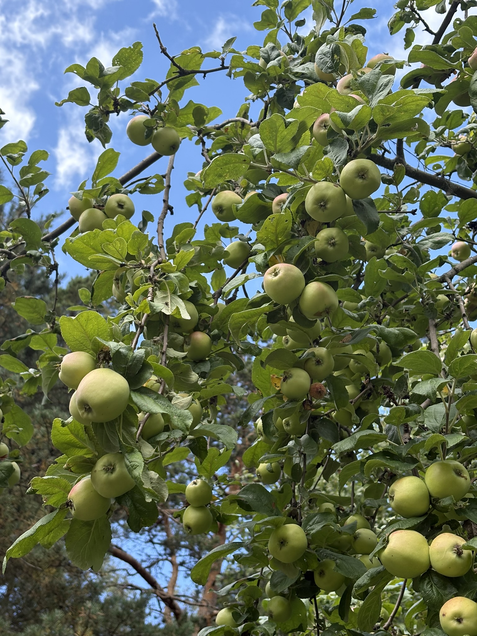 苹果树